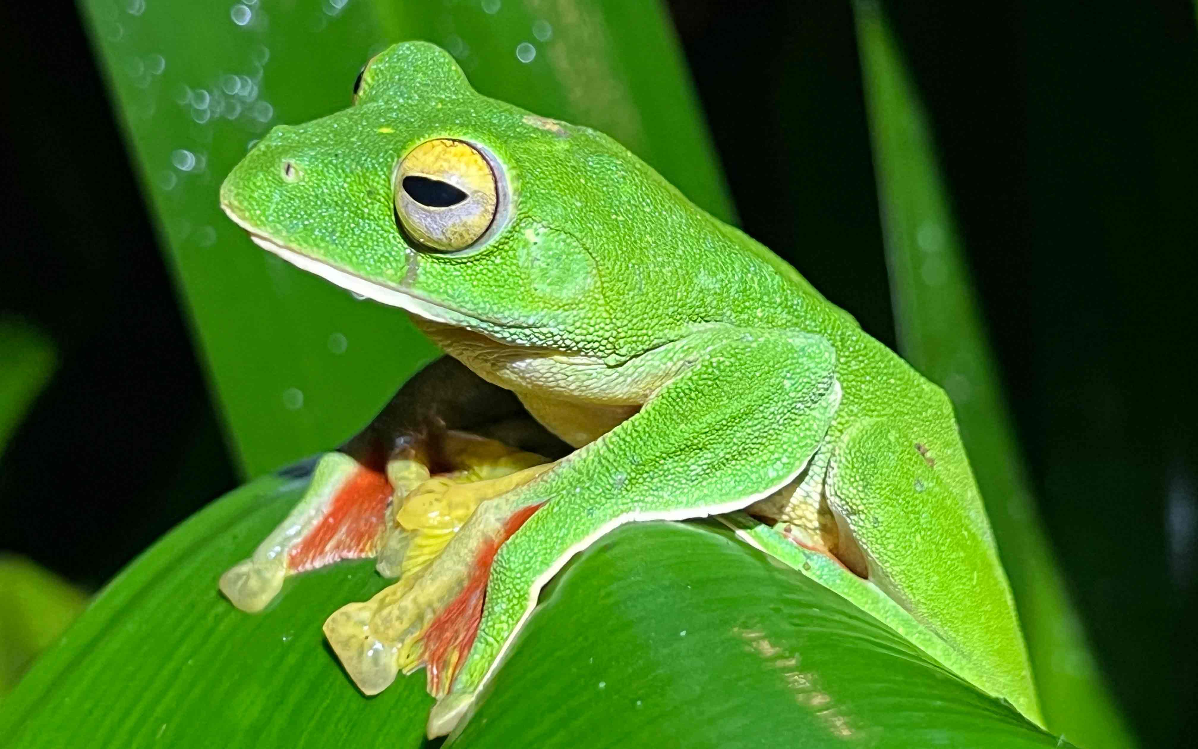 Extinction rates have slowed across many plant and animal groups, study shows – University of Arizona News