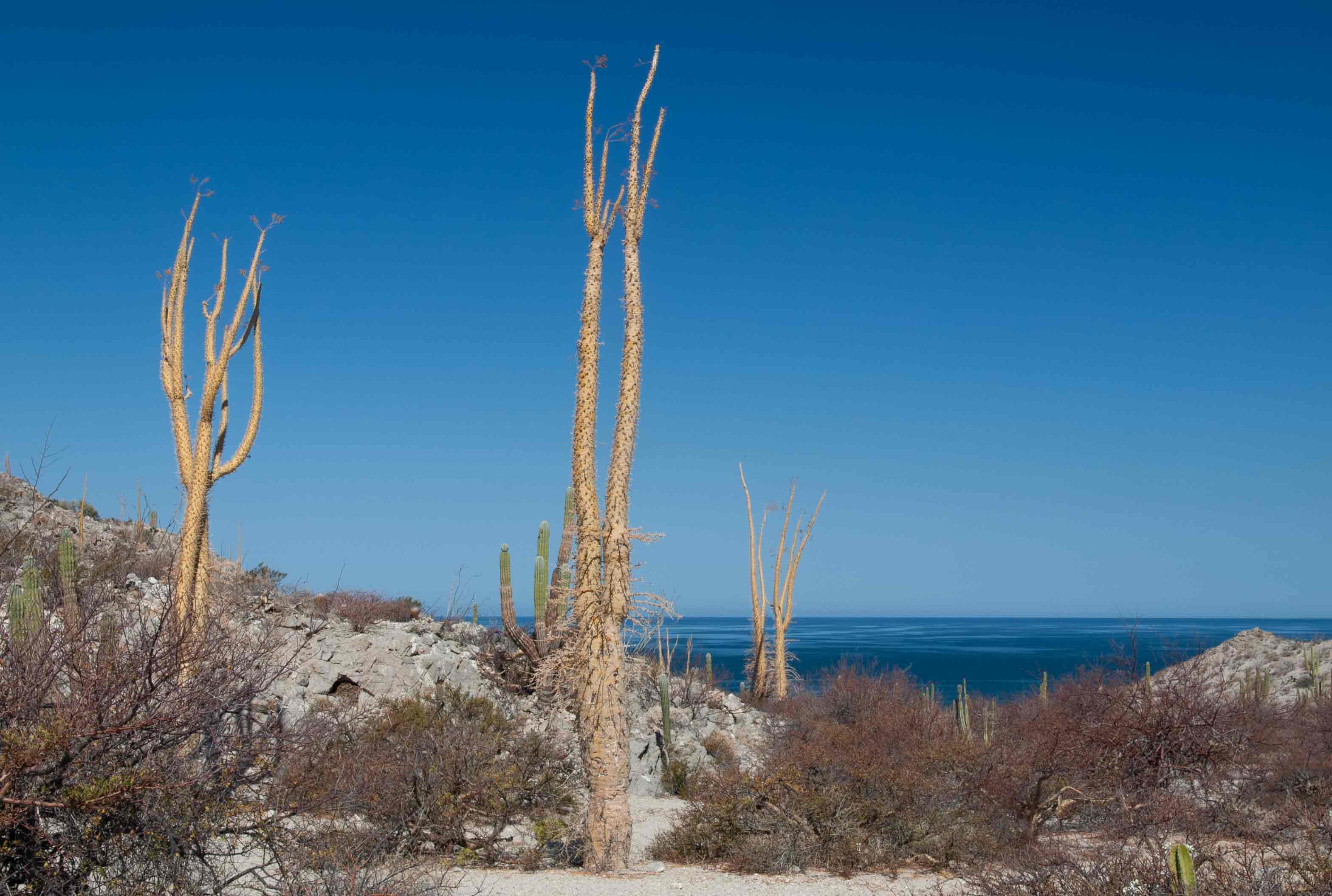 Boojum tree