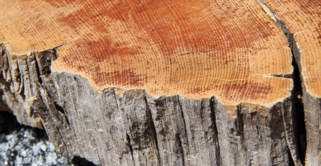 A slice of bristle cone pine. A slice of bristle cone pine.