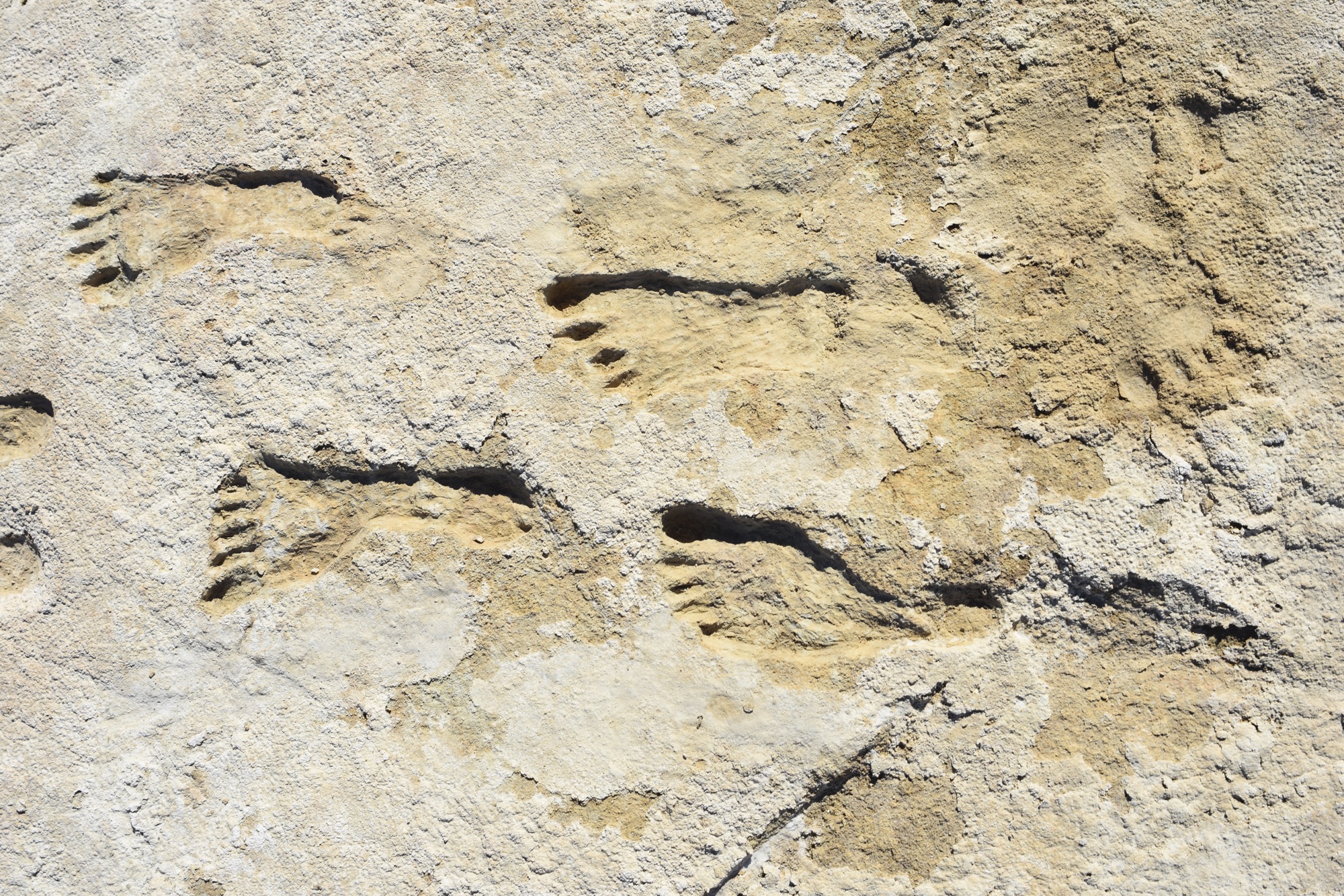 Earliest Evidence Of Human Activity Found In The Americas University 