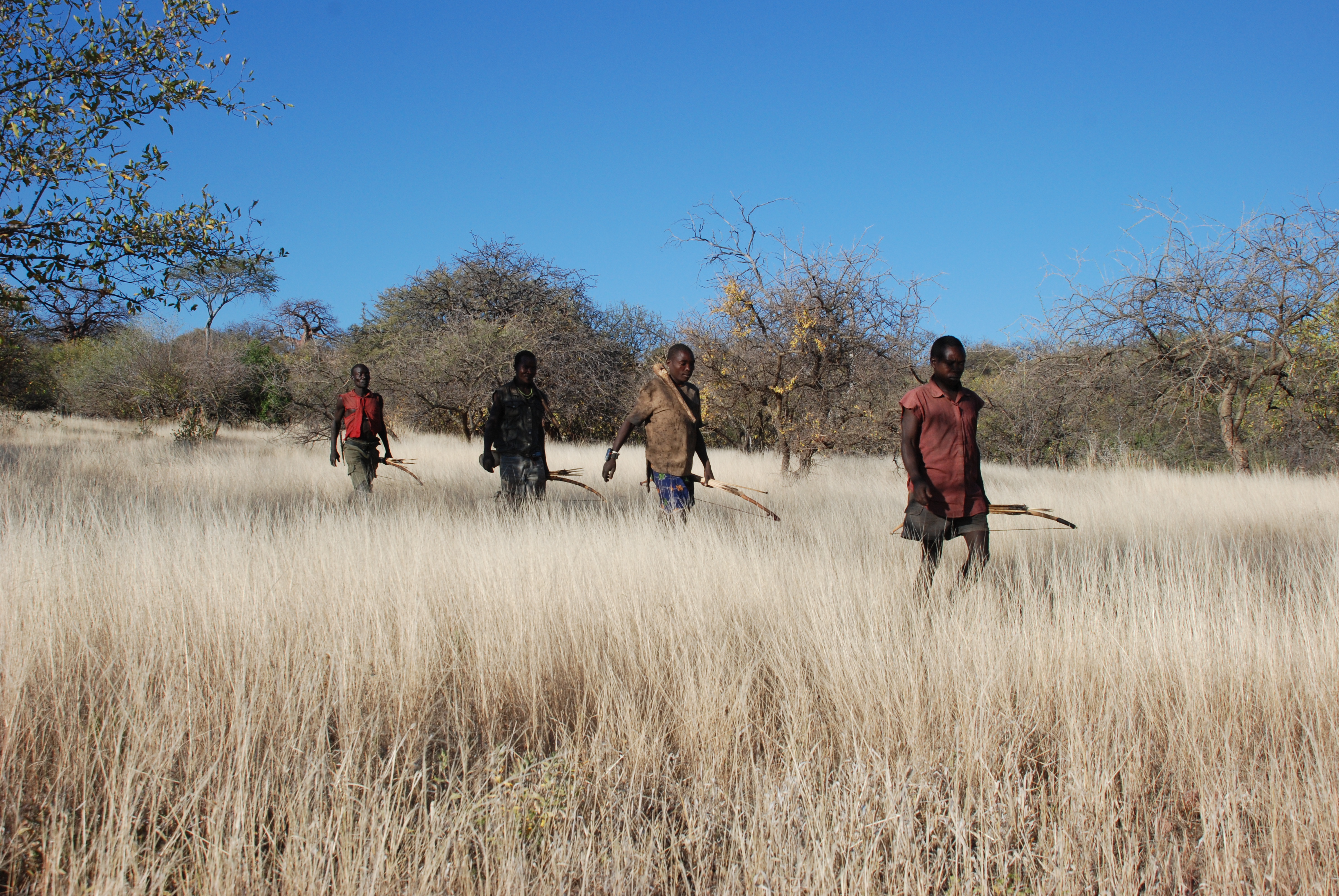 The Hadza people of Tanzania wore wristwatches with GPS trackers that followed their movements while hunting or foraging. Data showed that humans join a variety of other species including sharks and honeybees in using a Lévy walk pattern while foraging.
