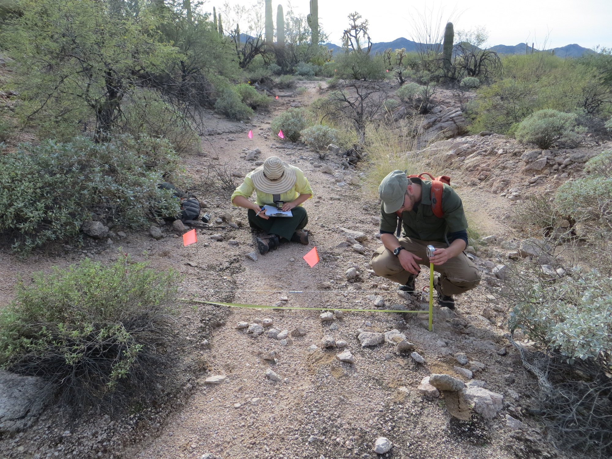 Former UArizona graduate students Sharlot Hart and Mario Battaglia record the physical attributes of a trail used by the Tohono O'odham in Organ Pipe Cactus National Monument. The work was part of a project to find and document the ancient trails so the Former UArizona graduate students Sharlot Hart and Mario Battaglia record the physical attributes of a trail used by the Tohono O'odham in Organ Pipe Cactus National Monument. The work was part of a project to find and document the ancient trails so the