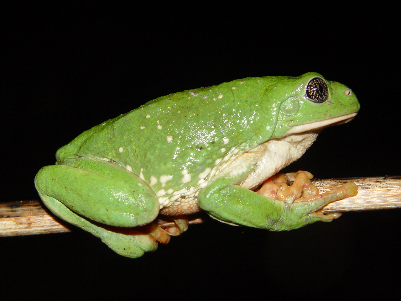 A Mexican leaf frog, photographed near Alamos, Mexico. Both plant and animal species in the tropics, like this frog, were found to occur over a narrower range of temperatures than temperate species, which may make tropical species much more vulnerable to A Mexican leaf frog, photographed near Alamos, Mexico. Both plant and animal species in the tropics, like this frog, were found to occur over a narrower range of temperatures than temperate species, which may make tropical species much more vulnerable to