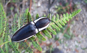 (Click to enlarge) When turned on its back, the Giant Click Beetle engages a locking joint between its thorax and abdomen to flick itself into the air and get back on its feet. This species will be present at "Meet the Beetles!" (Photo by D. Stolte) (Click to enlarge) When turned on its back, the Giant Click Beetle engages a locking joint between its thorax and abdomen to flick itself into the air and get back on its feet. This species will be present at "Meet the Beetles!" (Photo by D. Stolte)