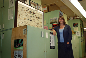 Wendy Moore, an assistant professor in the UA Department of Entomology, has been working to revitalize and better preserve the University's Insect Collection. (Photo credit: Beatriz Verdugo/UANews)