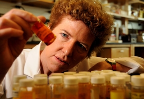 Dr. Janet Funk conducts research on ginger and turmeric because of their anti-inflamatory properties. (Photo credit: Norma Jean Gargasz / UANews) Dr. Janet Funk conducts research on ginger and turmeric because of their anti-inflamatory properties. (Photo credit: Norma Jean Gargasz / UANews)