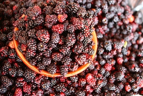 Fresh blackberries at the Tianguis de Comida Sana y Cercana in Chiapas, Mexico. “These grassroots movements are doing an amazing job of identifying problems and proposing solutions in terms of a small-scale, alternative food network and participatory systems," says UA researcher Laurel Bellante. (Photo: Laurel Bellante) Fresh blackberries at the Tianguis de Comida Sana y Cercana in Chiapas, Mexico. “These grassroots movements are doing an amazing job of identifying problems and proposing solutions in terms of a small-scale, alternative food network and participatory systems," says UA researcher Laurel Bellante. (Photo: Laurel Bellante)