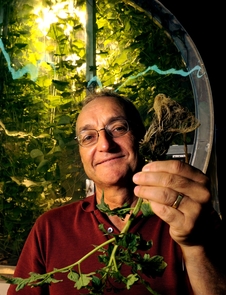 (Click to enlarge) Gene Giacomelli at the Lunar Greenhouse in the UA's Controlled Environment Agriculture Center. (Photo credit: Norma Jean Gargasz / UANews)