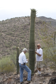 Ray Turner, one of the researchers that established the plots in the 1960s, and Robert Webb, a lead researcher and co-author of the paper, taking measurements of a saguaro. Susana Rodríguez-Buriticá is grateful of the commitment by the previous generations to ecological monitoring, especially at Tumamoc Hill, and the vision they had of its impact on ecological research. (Courtesy: Susana Rodríguez-Buriticá) Ray Turner, one of the researchers that established the plots in the 1960s, and Robert Webb, a lead researcher and co-author of the paper taking measurements of a saguaro. Susana Rodríguez-Buriticá is grateful of the commitment by the previous generations to ecological monitoring, especially at Tumamoc Hill, and the vision they had of its impact on ecological research. (Courtesy: Susana Rodríguez-Buriticá)