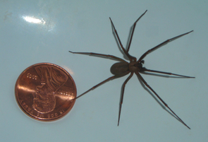 Though extremely rare, the bite of the long-legged brown recluse spider can be one of the most toxic to humans of all spider bites, causing blackened lesions or a dangerous systemic reaction. (Image: Emmanuel Boutet/Wikimedia Commons)