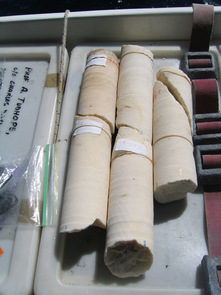 Cores collected in 2010 from a Porites lobate coral near Wolf Island in the Galápagos Islands. The core, now broken into three pieces, is 3.5 inches (8.9 cm) in diameter. (Photo: Julia Cole © 2010) Cores collected in 2010 from a Porites lobate coral near Wolf Island in the Galápagos Islands. The core, now broken into three pieces, is 3.5 inches (8.9 cm) in diameter. (Photo: Julia Cole © 2010)