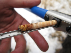 A core extracted from a living Douglas fir tree in the Santa Rita Mountains south of Tucson, Ariz. Scientists use such cores to study the annual rings of trees, visible on the core as banding. Collecting such cores causes only temporary injury to the tree. (Photo credit: Copyright 2009 Daniel Griffin) A core extracted from a living Douglas fir tree in the Santa Rita Mountains south of Tucson, Ariz. Scientists use such cores to study the annual rings of trees, visible on the core as banding. Collecting such cores causes only temporary injury to the tree. (Photo credit: Copyright 2009 Daniel Griffin)