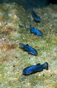 Devils Hole pupfish in their natural habitat. (Photo by Olin Feuerbacher) Devils Hole pupfish