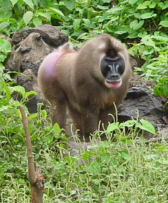 Island-specific strains of the simian immunodeficiency virus, which infects monkeys such as the Bioko Drill, revealed the virus has been around thousands of years longer than previously thought. (Photo: Preston Marx, Tulane University) Island-specific strains of the simian immunodeficiency virus, which infects monkeys such as the Bioko Drill, revealed the virus has been around thousands of years longer than previously thought. (Photo: Preston Marx, Tulane University)