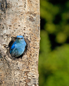 Female bluebirds depend on nesting cavities they find in forested areas recently burned by wildfire. (Photo: Alex Badyaev/tenbestphotos.com) Female bluebirds depend on nesting cavities they find in forested areas recently burned by wildfire. (Photo: Alex Badyaev/tenbestphotos.com)