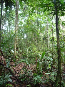 Tropical ecosystems have long been recognized as regions of higher biodiversity compared with temperate latitudes. The underlying causes for this pattern remain unclear. Tropical ecosystems have long been recognized as regions of higher biodiversity compared with temperate latitudes. The underlying causes for this pattern remain unclear.
