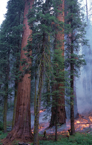(Click to enlarge) A prescribed burn conducted in July 2001 in the Giant Forest of Sequoia National Park. (Credit: Tony C. Caprio) (Click to enlarge) A prescribed burn conducted in July 2001 in the Giant Forest of Sequoia National Park. (Credit: Tony C. Caprio)
