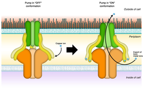 (Click image to enlarge) A model of the protein pump: Spanning the membrane enveloping the bacterial cell, three types of proteins make up the pump, shown here in green, yellow and orange. Kim and her co-workers discovered that the membrane fusion protein (yellow) not only connects the other two portions of the assembly, but also acts as a sensor and a switch. Once enough metal ions (blue) bind to the protein, the pump turns on and pushes the metal ions out of the cell. (Illustration: Eun-Hae Kim) (Click image to enlarge) A model of the protein pump: Spanning the membrane enveloping the bacterial cell, three types of proteins make up the pump, shown here in green, yellow and orange. Kim and her co-workers discovered that the membrane fusion protein (yellow) not only connects the other two portions of the assembly, but also acts as a sensor and a switch. Once enough metal ions (blue) bind to the protein, the pump turns on and pushes the metal ions out of the cell. (Illustration: Eun-Hae Kim)