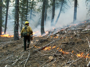 A U.S. Forest Service fire professional uses a drip torch to light a low-severity prescribed burn to reduce the fuel load in a mixed-conifer forest in the Goosenest Adaptive Management Area in northern California. (Photo: C.N. Skinner/USFS) A U.S. Forest Service fire professional uses a drip torch to light a low-severity prescribed burn to reduce the fuel load in a mixed-conifer forest in the Goosenest Adaptive Management Area in northern California. (Photo: C.N. Skinner/USFS)