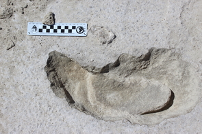 Human footprint inside a sloth track. This composite track is part of a trackway in which the human appears to have stalked the sloth. (Photo: Matthew Bennett/Bournemouth University) Human footprint inside a sloth track. This composite track is part of a trackway in which the human appears to have stalked the sloth. (Photo: Matthew Bennett/Bournemouth University)