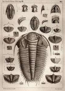 Drawings of trilobite fossils published by French paleontologist Joachim Barrande in 1852. Drawings of trilobite fossils published by French paleontologist Joachim Barrande in 1852.