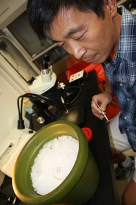 Jun Isoe anesthetizes mosquitoes by placing them on ice before he prepares them for an experiment. For this study, Isoe has injected RNAi into about 5,000 mosquitoes. "I can process about 1,000 in an 8-hour day," he said. (Photo credit: Daniel Stolte/UANews) Jun Isoe anesthetizes mosquitoes by placing them on ice before he prepares them for an experiment. For this study, Isoe has injected RNAi into about 5,000 mosquitoes. "I can process about 1,000 in an 8-hour day," he said. (Photo credit: Daniel Stolte/UANews)