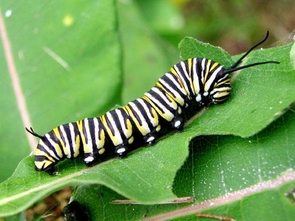 Monarch larva on milkweed Monarch larva on milkweed