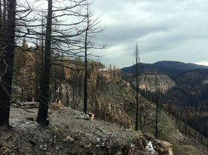 This picture shows the aftermath of the Las Conchas fire, which burned in the Jemez Mountains of New Mexico in June and July. The dead trees in the foreground are ponderosa pine that were killed by the fire. The house on the cliff in the middle of the picture survived the fire by chance. Thefoundation of another home that burned can be seen in the foreground in the lower left, just behind some blackened trees. (Photo credit: Thomas W.Swetnam/UA Laboratory of Tree-Ring Research) This picture shows the aftermath of the Las Conchas fire, which burned in the Jemez Mountains of New Mexico in June and July. The dead trees in the foreground are ponderosa pine that were killed by the fire. The house on the cliff in the middle of the picture survived the fire by chance. The
foundation of another home that burned can be seen in the foreground in the lower left, just behind some blackened trees. (Photo credit: Thomas W.
Swetnam/UA Laboratory of Tree-Ring Research)