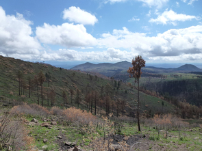 This picture, taken looking east toward a peak called "St. Peter's Dome," shows the aftermath of the Las Conchas fire, which burned in the JemezMountains of New Mexico in June and July. The dead trees are ponderosa pine. The Las Conchas Fire re-burned an area here that previouslyburned in 1996, killing most of the remaining trees that had survived the earlier fire. (Photo credit: Thomas W. Swetnam/UA Laboratory of Tree-RingResearch) This picture, taken looking east toward a peak called "St. Peter's Dome," shows the aftermath of the Las Conchas fire, which burned in the Jemez
Mountains of New Mexico in June and July. The dead trees are ponderosa pine. The Las Conchas Fire re-burned an area here that previously
burned in 1996, killing most of the remaining trees that had survived the earlier fire. (Photo credit: Thomas W. Swetnam/UA Laboratory of Tree-Ring
Research)