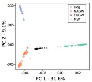 A principle component analysis, which is often used to show genetic distance and relatedness between populations, indicates distinct clusters of domestic dog, North American gray wolf, European gray wolf and Mexican wolf genetic data. (Courtesy of Bob Fitak) A principle component analysis, which is often used to show genetic distance and relatedness between populations, indicates distinct clusters of domestic dog, North American gray wolf, European gray wolf and Mexican wolf genetic data. (Courtesy of Bob Fitak)