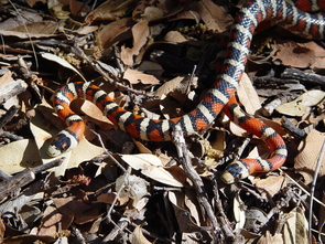 A pair of Arizona Mountain Kingsnakes. (Photo: John J. Wiens) A pair of Arizona Mountain Kingsnakes. (Photo: John J. Wiens)