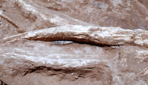 At the center of the photo, a Clovis spear point can be seen lodged in the skeleton of a mammoth excavated by UA archaeologist Emil W. Haury at Naco, Ariz., in 1952. (Photo courtesy Arizona State Museum) At the center of the photo, a Clovis spear point can be seen lodged in the skeleton of a mammoth excavated by UA archaeologist Emil W. Haury at Naco, Ariz., in 1952. (Photo courtesy Arizona State Museum)