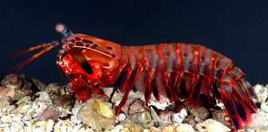 Stalk and strike: Mantis shrimp hunt in a similar fashion as praying mantises, capturing prey with a specialized pair of legs. (Image: Roy L. Caldwell, Department of Integrative Biology, University of California, Berkeley, California) Stalk and strike: Mantis shrimp hunt in a similar fashion as praying mantises, capturing prey with a specialized pair of legs. (Image: Roy L. Caldwell, Department of Integrative Biology, University of California, Berkeley, California)