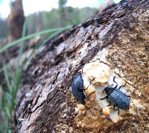 (Click to enlarge) The Sky Islands around Tucson are home to many species of beetles, such as these Pleasing Fungus Beetles, seen here munching on fungus growing on a fallen log on Mount Lemmon. (Photo by D. Stolte) (Click to enlarge) The Sky Islands around Tucson are home to many species of beetles, such as these Pleasing Fungus Beetles, seen here munching on fungus growing on a fallen log on Mount Lemmon. (Photo by D. Stolte)