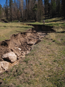 Once the 2011 Las Conchas fire burned this forested region of New Mexico’s Valles Grande, water from summer rainstorms tore this ravine through a grassy meadow. The ravine is more than 2 meters deep. (Photo: Caitlin Orem) Once the 2011 Las Conchas fire burned this forested region of New Mexico’s Valles Grande, water from summer rainstorms tore this ravine through a grassy meadow. The ravine is more than 2 meters deep. (Photo: Caitlin Orem)