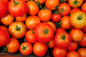 (Click to enlarge) UA researchers are demonstrating that plants from Earth could be grown without soil on the moon or Mars, setting the table for astronauts who would find tomatoes and other vegetables awaiting their arrival. (Photo credit: Norma Jean Gargasz / UANews)