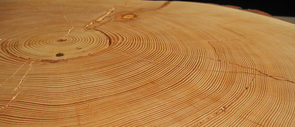Annual tree rings record a detailed history of drought (narrow rings) and wetness (wide rings). This sample from a dead Douglas fir tree in the Santa Catalina Mountains near Tucson, Ariz., has nearly 400 rings and dates back to the year 1600. Stress cracks, visible in the foreground of the image, occur as the dead wood dries and contracts.
(Photo credit: Copyright Daniel Griffin.) Annual tree rings record a detailed history of drought (narrow rings) and wetness (wide rings). This sample from a dead Douglas fir tree in the Santa Catalina Mountains near Tucson, Ariz., has nearly 400 rings and dates back to the year 1600. Stress cracks, visible in the foreground of the image, occur as the dead wood dries and contracts.
(Photo credit: Copyright Daniel Griffin.)