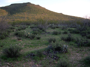 (Click to enlarge) Researchers from Larry Venable's lab at the University of Arizona have been studying how climate affects the growth of winter annuals since 1982. This picture shows part of the study site, which is at Tumamoc Hill in Tucson, home of the UA's Desert Laboratory. (Credit: Copyright 2005 Kathy Gerst) (Click to enlarge) Researchers from Larry Venable's lab at the University of Arizona have been studying how climate affects the growth of winter annuals since 1982. This picture shows part of the study site, which is at Tumamoc Hill in Tucson, home of the UA's Desert Laboratory. (Credit: Copyright 2005 Kathy Gerst)