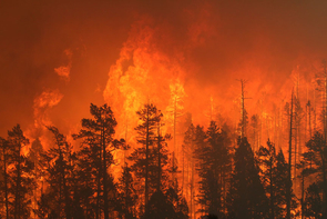 Arizona's Wallow Fire, the largest in Arizona's history, started on May 29 and was finally declared 100 percent contained on July 8. The forest fire, pictured here, burned more than 538,000 acres in northeastern Arizona and northwestern New Mexico.(Photo credit: U.S. Forest Service, Apache Sitgreaves National Forest) Arizona's Wallow Fire, the largest in Arizona's history, started on May 29 and was finally declared 100 percent contained on July 8. The forest fire, pictured here, burned more than 538,000 acres in northeastern Arizona and northwestern New Mexico.
(Photo credit: U.S. Forest Service, Apache Sitgreaves National Forest)