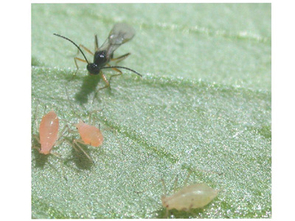 A parasitoid wasp, Aphidius ervi, stalks pea aphids to lay her eggs inside them. The wasp is a tad bigger than 0.01 inches long. Credit: 2005 Kerry
M. Oliver) A parasitoid wasp, Aphidius ervi, stalks pea aphids to lay her eggs inside them. The wasp is a tad bigger than 0.01 inches long. Credit: 2005 Kerry
M. Oliver)