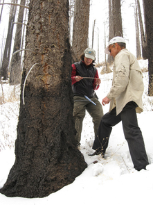 Connie Woodhouse and Mark Losleben of the UA examine a tree-ring core from a drought-stressed Douglas fir tree in the Santa Rita Mountains south of Tucson, Ariz. (Photo credit: Copyright 2009 Daniel Griffin) Connie Woodhouse and Mark Losleben of the UA examine a tree-ring core from a drought-stressed Douglas fir tree in the Santa Rita Mountains south of Tucson, Ariz. (Photo credit: Copyright 2009 Daniel Griffin)