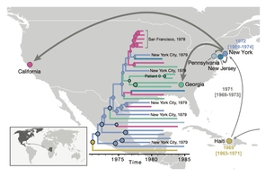 After HIV moved from Africa to the Caribbean, it first spread to New York and subsequently to different locations in the U.S. By constructing evolutionary trees of the various HIV strains as far back as the 1970s, the researchers found evidence that the virus had been circulating under the radar for 10 years before the outbreak in the U.S. was recognized. (Illustration: Worobey et al.) After HIV moved from Africa to the Caribbean, it first spread to New York and subsequently to different locations in the U.S. By constructing evolutionary trees of the various HIV strains as far back as the 1970s, the researchers found evidence that the virus had been circulating under the radar for 10 years before the outbreak in the U.S. was recognized. (Illustration: Worobey et al.)