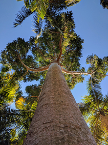 The 1KP project included Agathis robusta, a conifer from the Royal Botanic Gardens Sydney. (Photo: Mike Barker) The 1KP project included Agathis robusta, a conifer from the Royal Botanic Gardens Sydney. (Photo: Mike Barker)