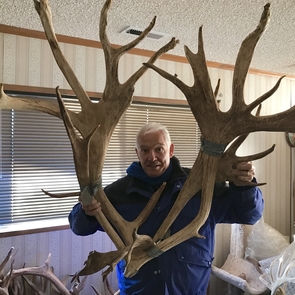 Dieter Steklis holds a set of reindeer antlers, which can weigh up to 50 pounds while developing. (Photo courtesy of Dieter and Netzin Steklis) Dieter Steklis holds a set of reindeer antlers, which can weigh up to 50 pounds while developing. (Photo courtesy of Dieter and Netzin Steklis)