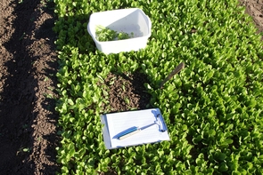 Experimental plot of baby leaf lettuce where samples were tested for presence of beet armyworms and leafminer damage. (Photo by John Palumbo) Experimental plot of baby leaf lettuce where samples were tested for presence of beet armyworms and leafminer damage. (Photo by John Palumbo)