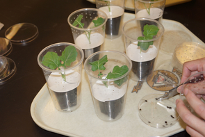 Broccoli seedlings in small plastic cages being infested with bagrada bugs in this biological development study. (Photo by John Palumbo) Broccoli seedlings in small plastic cages being infested with bagrada bugs in this biological development study. (Photo by John Palumbo)