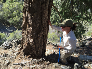 Co-author Erica Bigio takes a core sample of a live tree in the California's San Gabriel Mountains. (Courtesy of David Meko) Co-author Erica Bigio takes a core sample of a live tree in the California's San Gabriel Mountains. (Courtesy of David Meko)