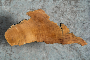 Pearson and her team measured single tree rings of known age from low-altitude oak and high-altitude bristlecone pine (pictured), and compared those measurements with the internationally agreed radiocarbon calibration curve. (Photo: Bob Demers/UA News) Pearson and her team measured single tree rings of known age from low-altitude oak and high-altitude bristlecone pine (pictured), and compared those measurements with the internationally agreed radiocarbon calibration curve. (Photo: Bob Demers/UA News)