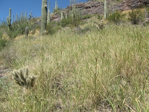 The research team is focusing on buffelgrass, which increases fire risk and threatens native saguaros. (Photo: National Park Services) The research team is focusing on buffelgrass, which increases fire risk and threatens native saguaros. (Photo: National Park Services)