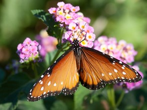 Insects are a group in which feeding on plants increases rates of species proliferation, including among the butterflies and moths, which are almost all herbivorous (Photo: Daniel Stolte/UANews) Insects are a group in which feeding on plants increases rates of species proliferation, including among the butterflies and moths, which are almost all herbivorous (Photo: Daniel Stolte/UANews)